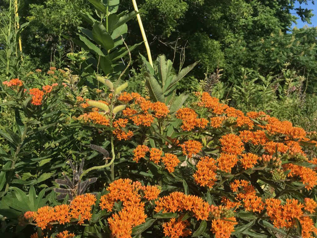 Butterfly weed flowers brightly, attracting natural pollinators in the DuBois memorial garden on the RiverWalk in Great Barrington.