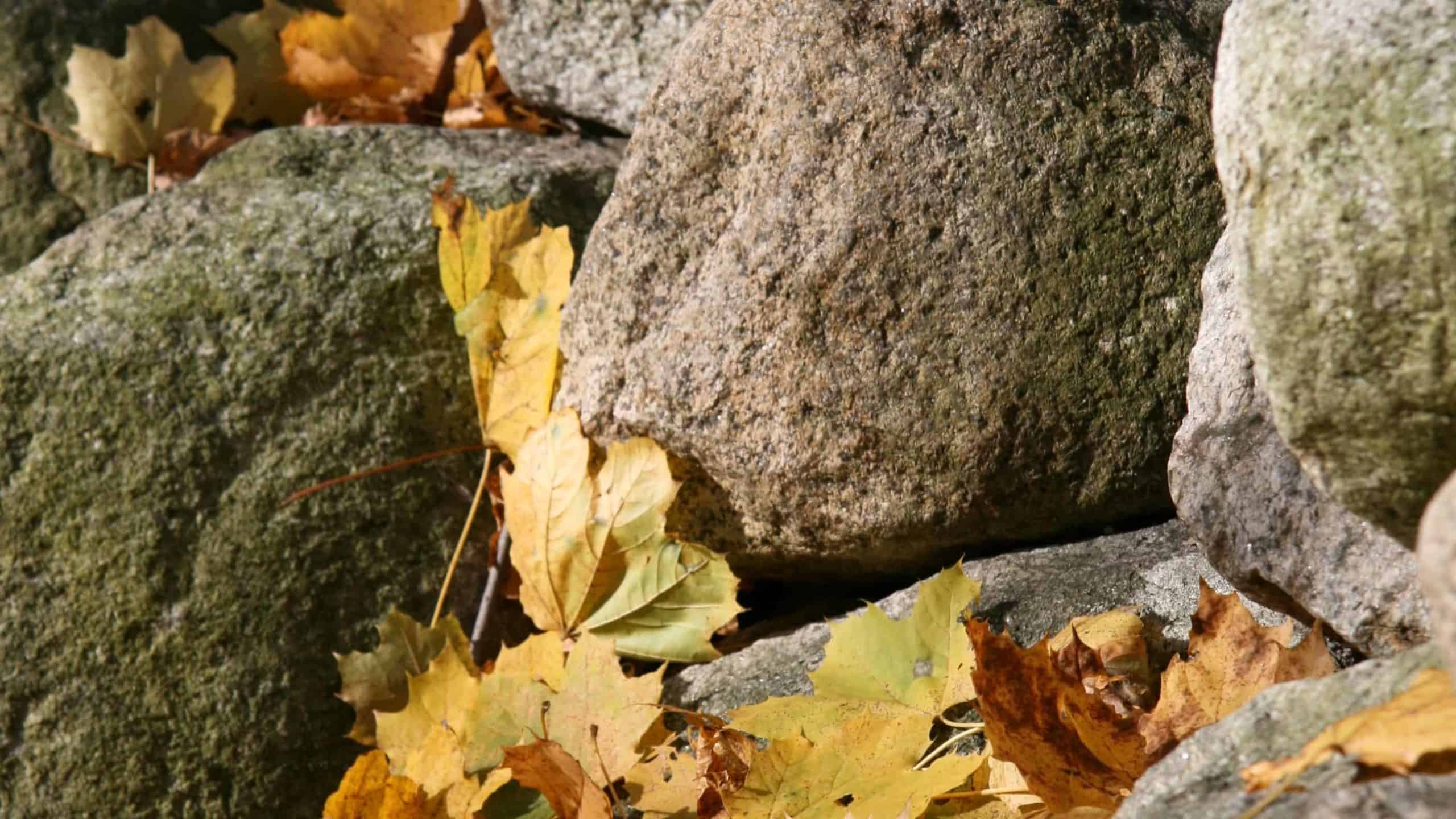 Fallen leaves rest against a stone wall in the autumn.