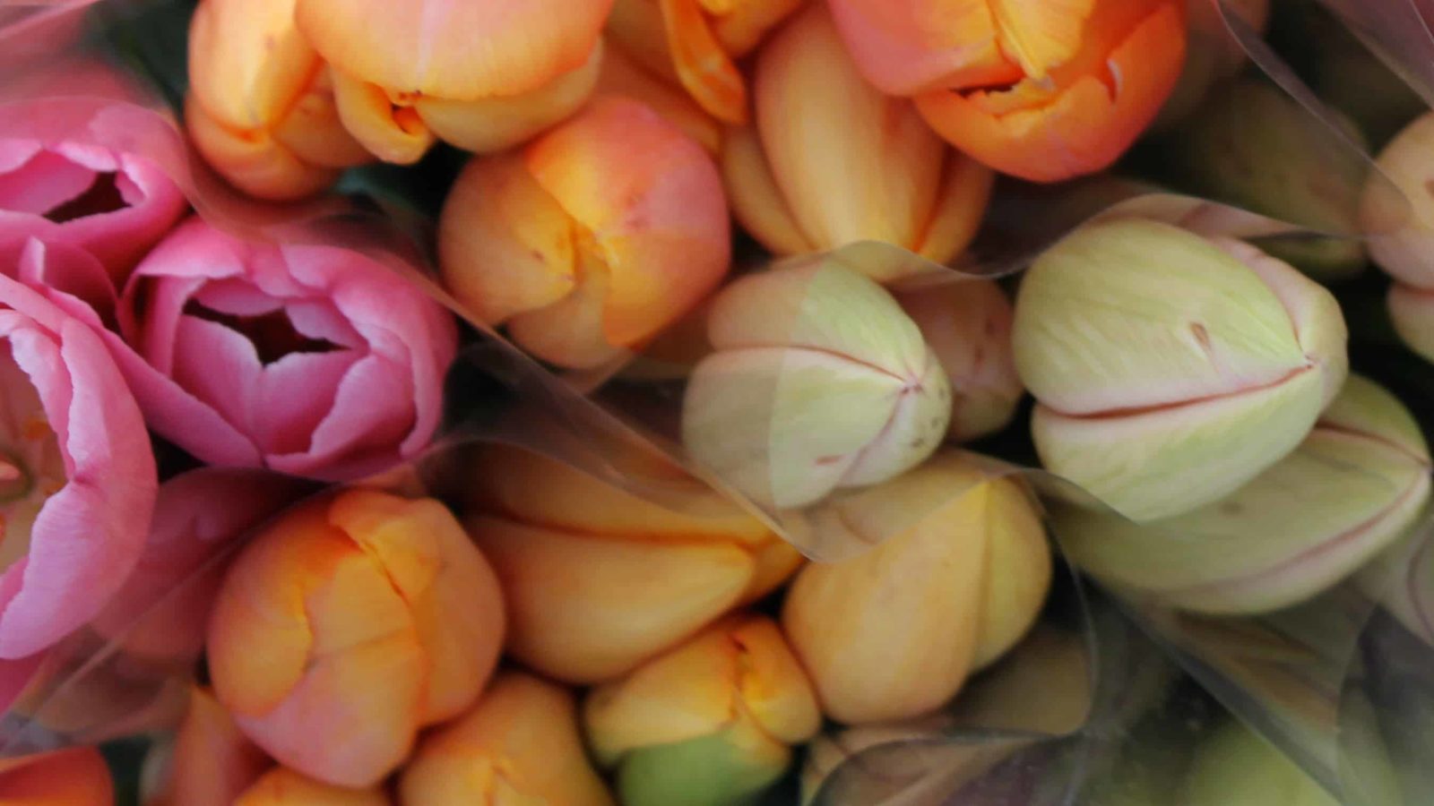 Tulips wait to open at the Lenox Farmers Market.