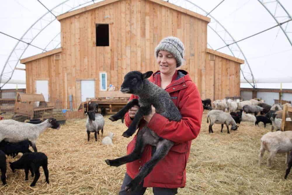 Laurel Gates holds a Gotland lamb on a brisk morning.