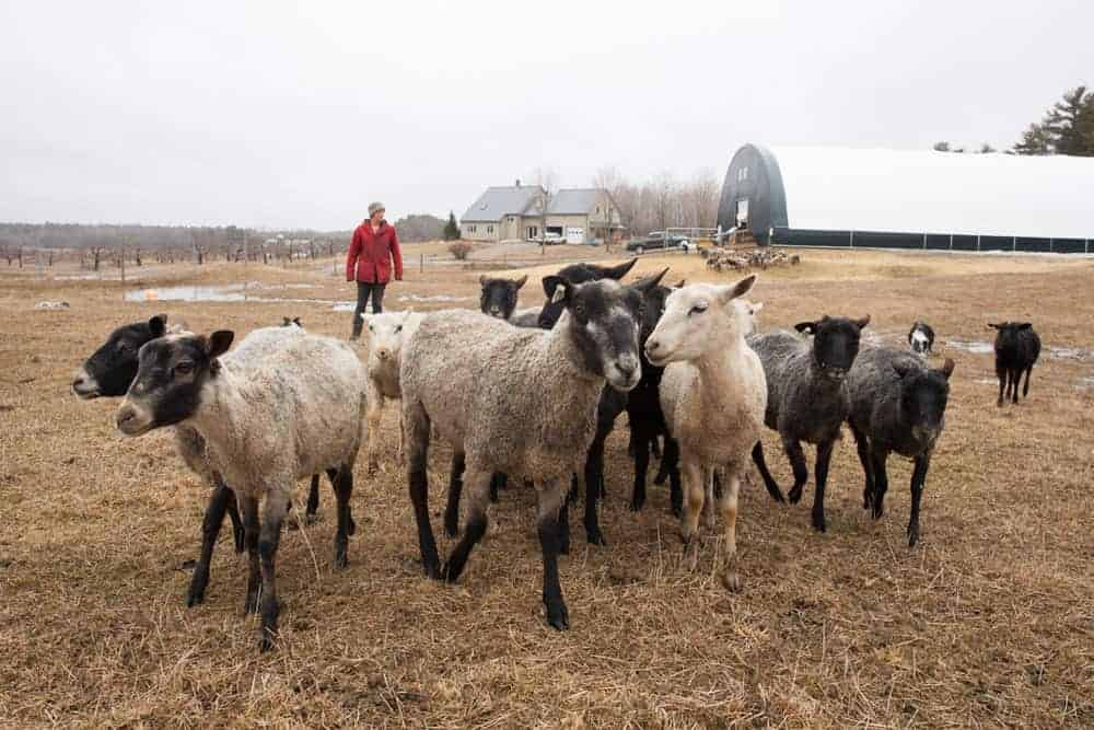 Laurel Gates checks on her flock. Press photo courtesy of Shepherds Craft Farm.