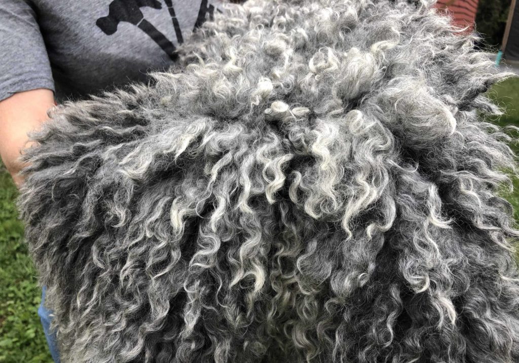 Gotland fleece curls long and silver and sleek.