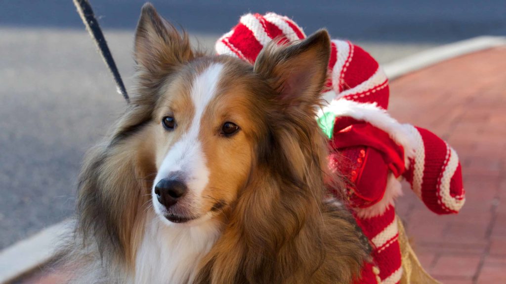 A collie in holiday gear steps out in the annual Williamstown Reindog Parade. Press photo courtesy of Williamstown Chamber of Commerce.