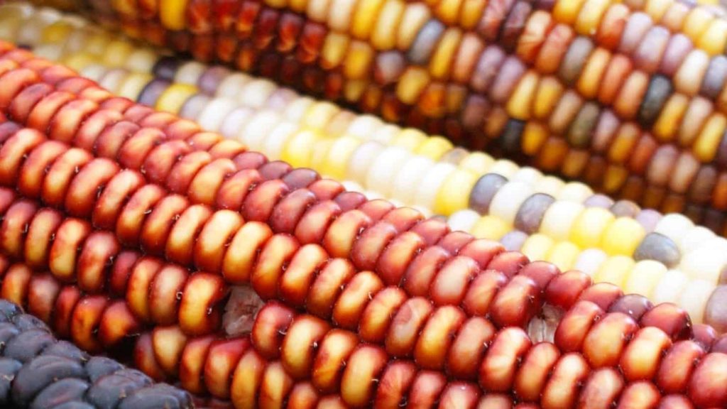 Ears of corn lie side by side in the sun, their kernels showing garnet red and gold, slate blue and creamy yellow.