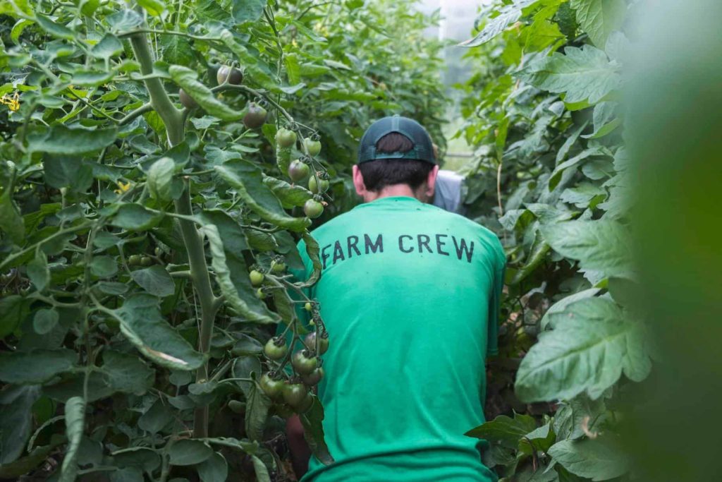 A member of the Roots Rising farm crew walks through long rows of produce in the field.