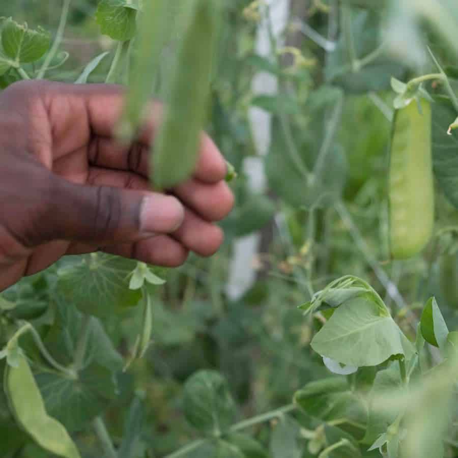 A member of the Roots Rising farm crew touches a sweet snap pea on the vine.