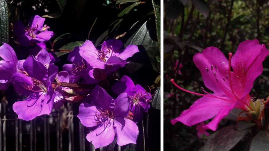 Purple flowers from Brazil