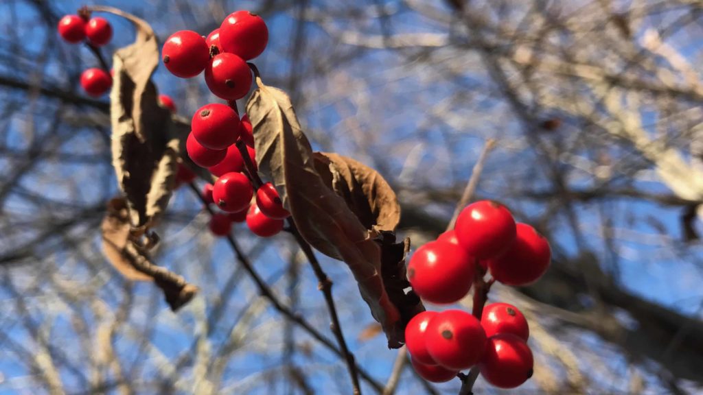 Winterberry grows wild in the New England woods.