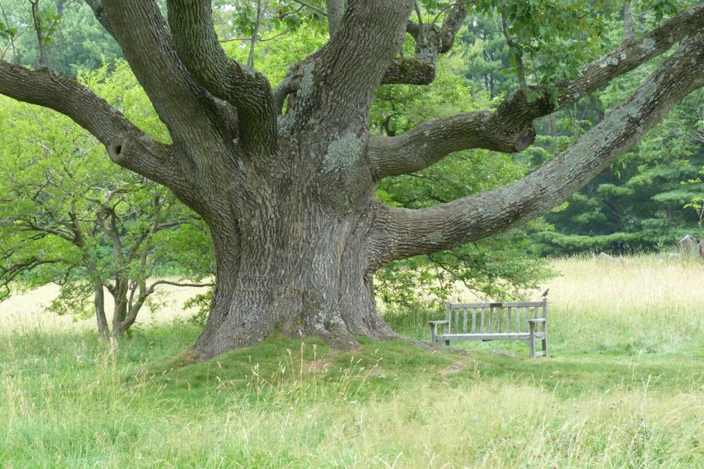 Joseph Chandler and his family shaped their landscape around The Great Ash Tree.