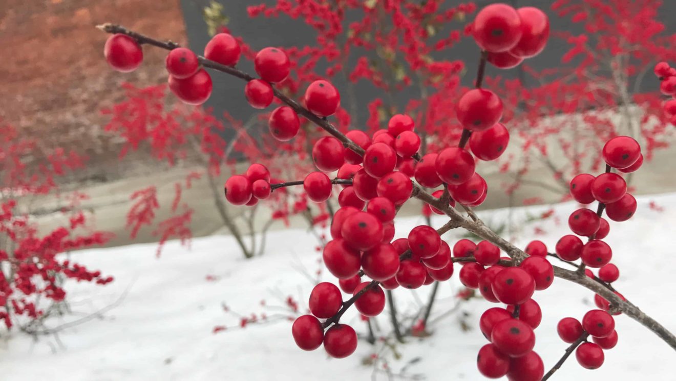 Winterberry show bright red against the snow outside GreylockWorks in North Adams.