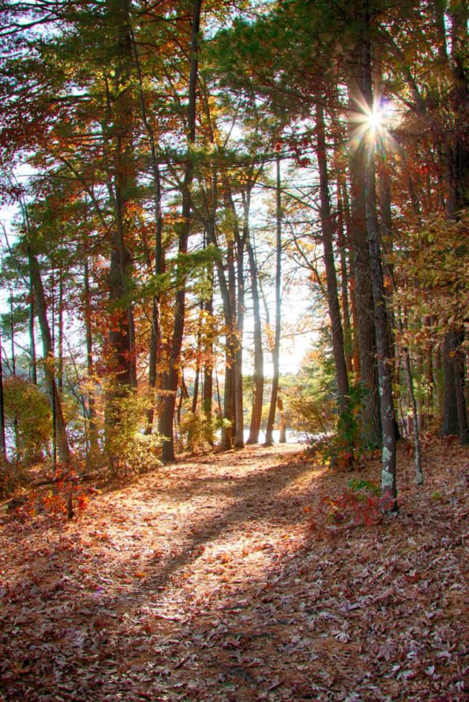 A woodland path wanders through Harold Parker State Forest on a sunny fall day.