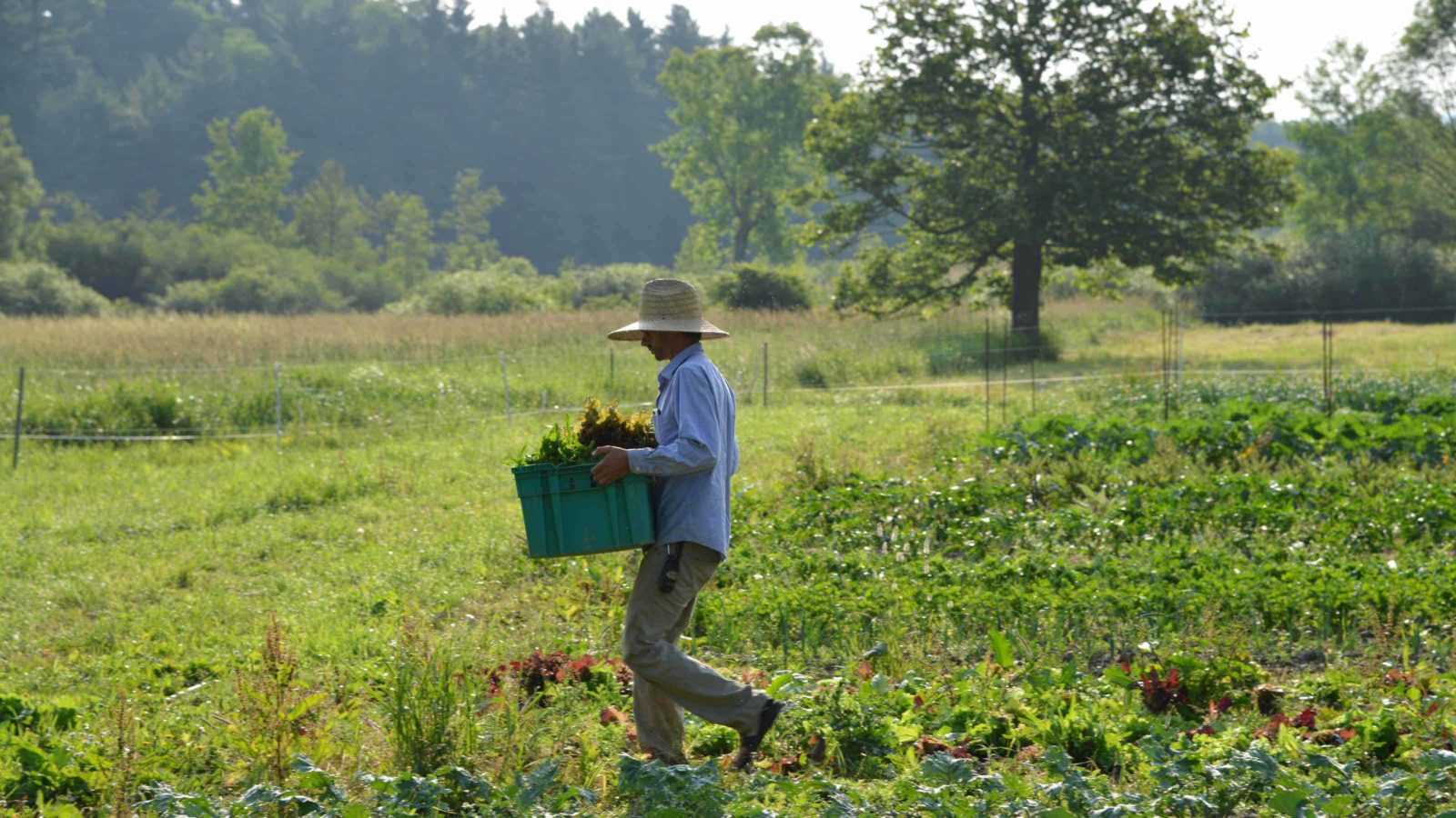 A farmer gathers greens on a late summer morning at Indian Line Farm.