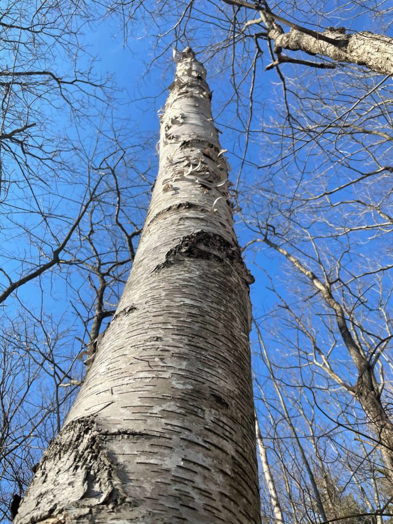 Silver birch stands against a clear sky on the Chestnut Trail in Williamstown.