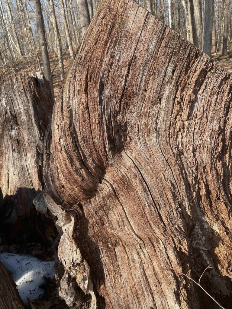 A weathered stump shows striations along the Chestnut Trail in Williamstown.