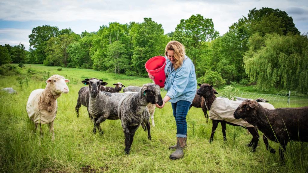 Karin Kennedy raises Cormo, Merino CVM and Romney sheep at Ensign Brook Farm, Greenwich, N.Y. Press photo courtesy of Battenkill Fibers.