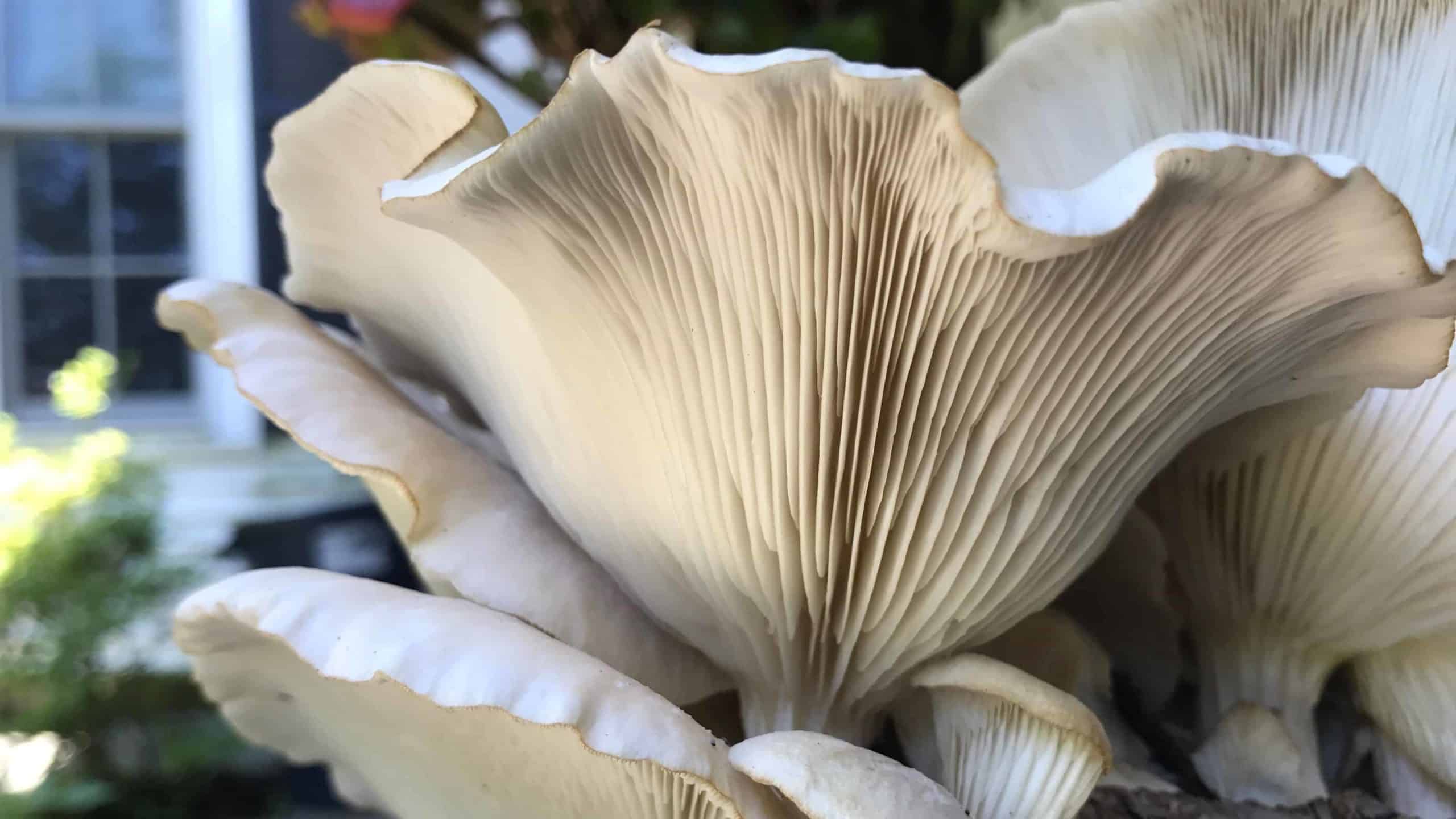 Oyster mushrooms grow naturally on a log at a New England farm.