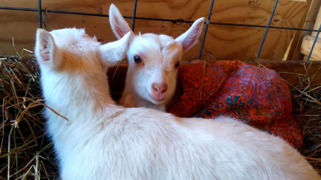 Kid goats curl up together at Mountain Heart Farm. Press courtesy photo