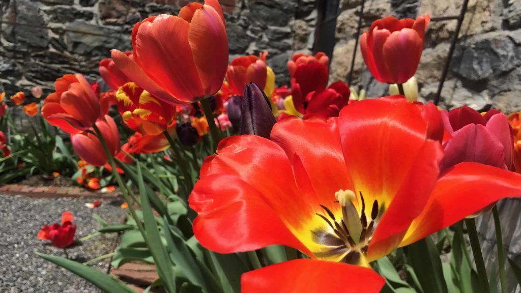 Scarlet tulips glow at the Daffodil Festival at Naumkeag.