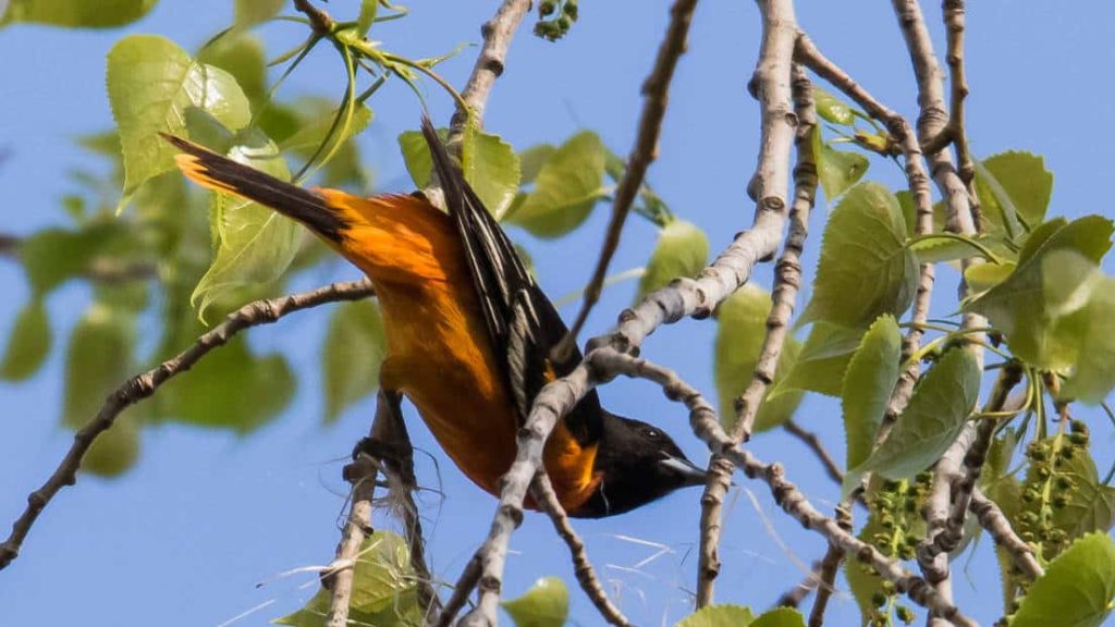A Baltimore Oriole looks out from a slender branch. Creative Commons courtesy photo.