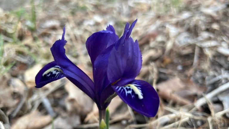 A small iris, reticulata, blooms in Williamstown.