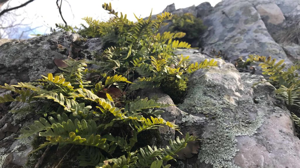 Rock polypody shows early green along the Pine Cobble trail.