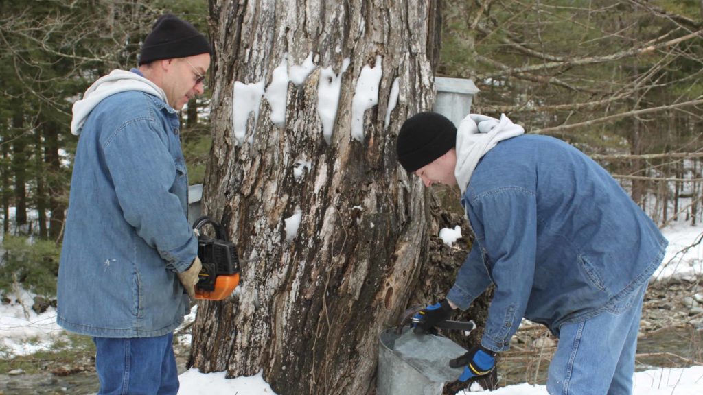 Berkshire farmers collect sap from taps in maple trees.