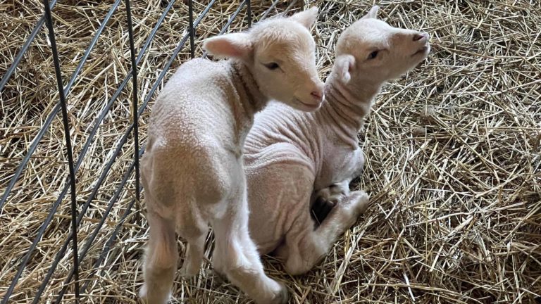 Young lambs curl up together at Hancock Shaker Village.