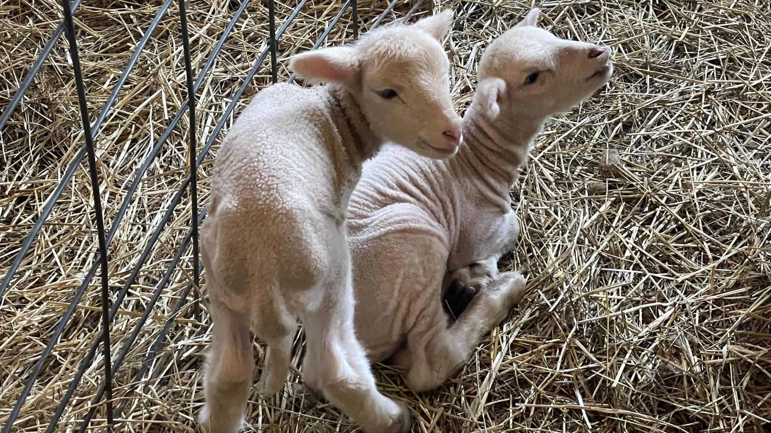 Young lambs curl up together at Hancock Shaker Village.