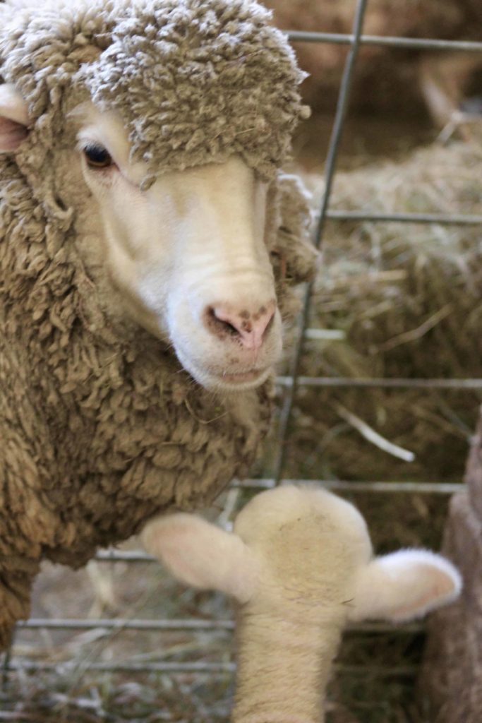 A mother ewe regards her lamb in the round stone barn at Hancock Shaker Village.