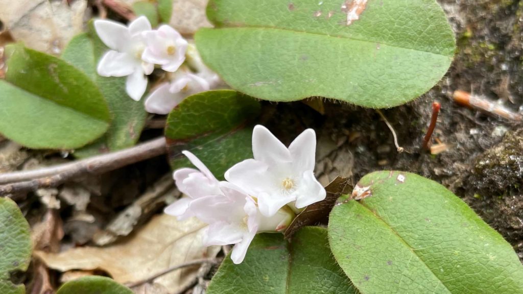 Trailing arbutus opens along the Dome trail in Williamstown.