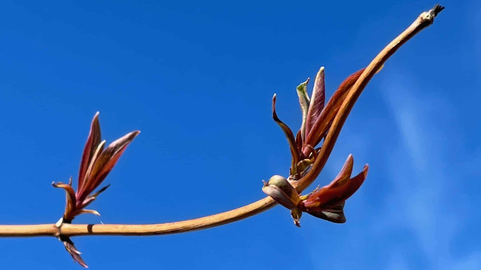 Leaf buds prepare to unfurl in spring at Wing and a Prayer native plant nursery in Cummington.