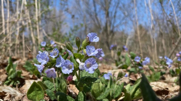 The sky-blue bells of Lungwort open on a sunny day by the Green River in Williamstown.