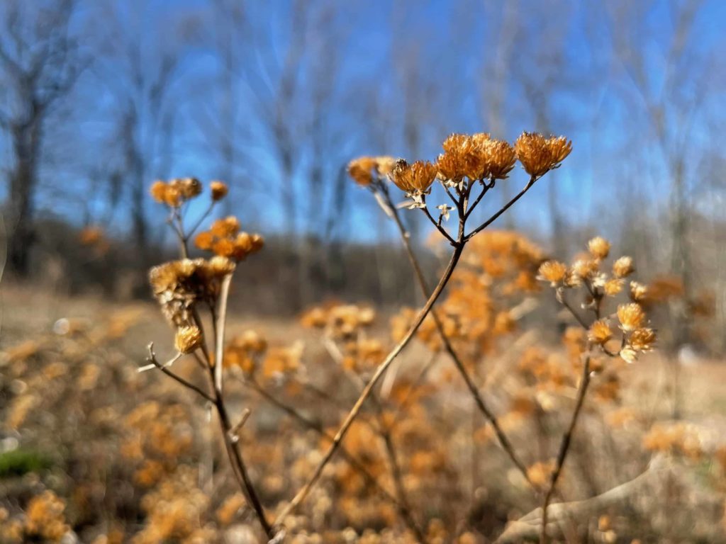 Last season's flowers have dried golden in the gardens at Wing and a Prayer native plant nursery in Cummington.