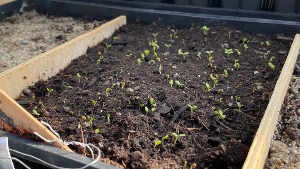 Seedlings sprout in seed trays in the tunnel house at Wing and a Prayer native plant nursery in Cummington.