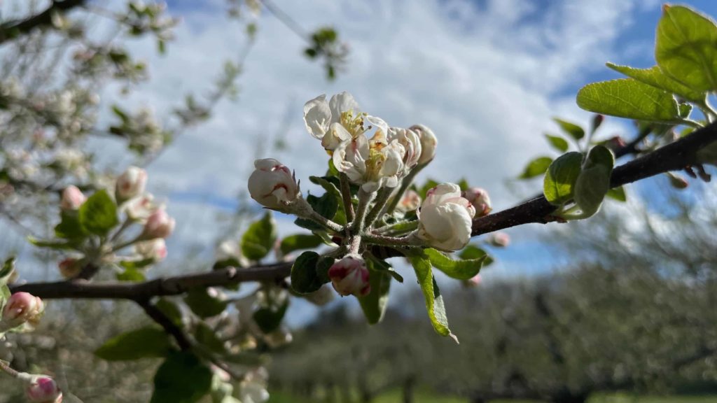 Apple trees bloom at Hilltop Orchards in Richmond.