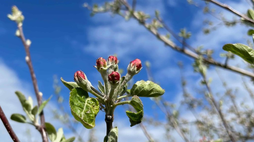 Apple trees bloom at Hilltop Orchards in Richmond.