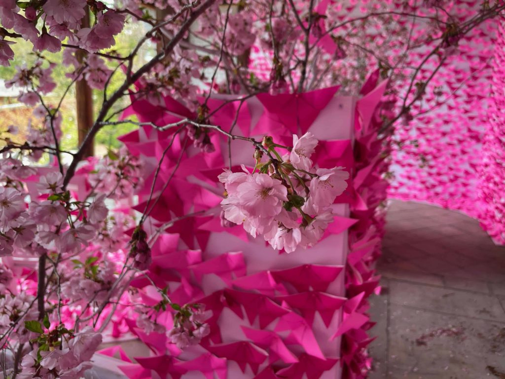 Cherry blossoms and origami show vivid pink in the pavilion in the Chinese garden at Naumkeag.