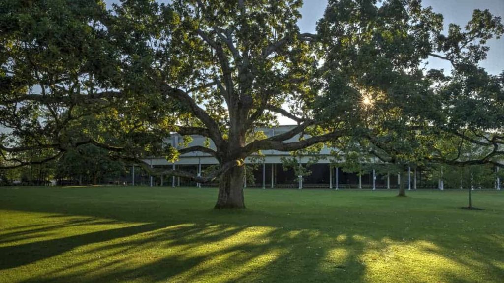 Morning light glimmers around the spreading tree on the Tanglewood lawn. Press photo courtesy of the Boston Symphony Orchestra.