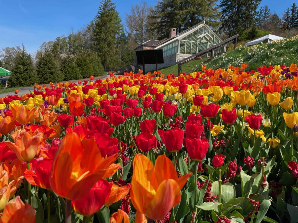 Tulips bloom in vivid shades of red and yellow at Naumkeag.