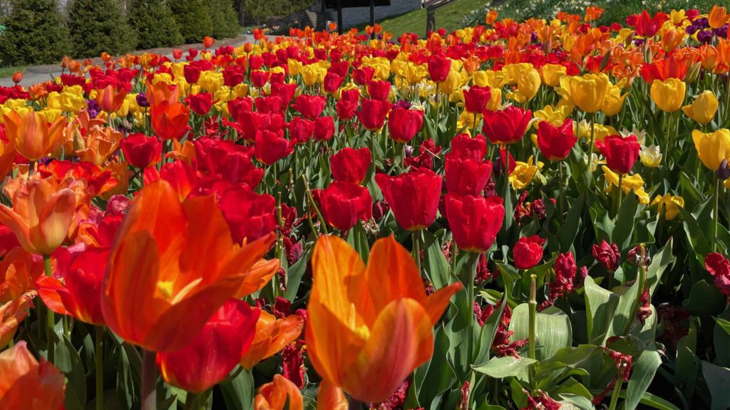 Tulips bloom in vivid shades of red and yellow at Naumkeag.