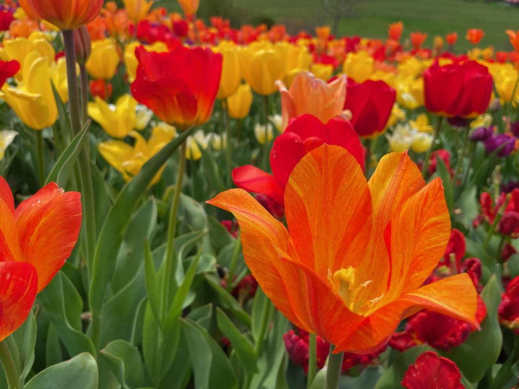 Many kinds and colors of tulips bloom on the hill at Naumkeag.