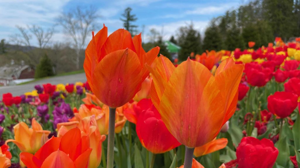 Many kinds and colors of tulips bloom on the hill at Naumkeag.