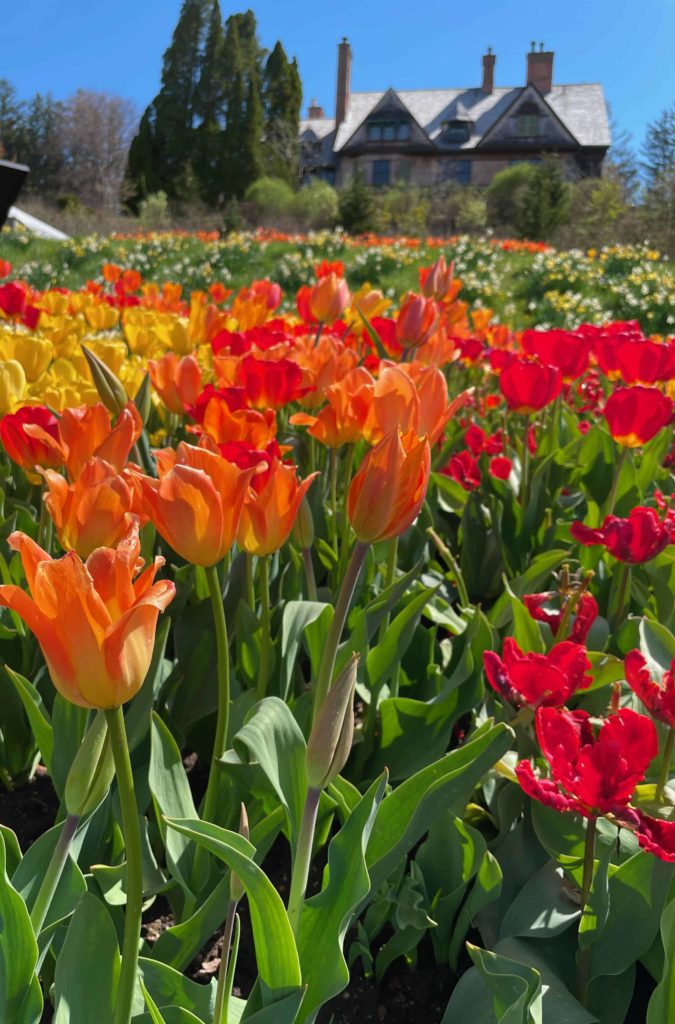 More than 150,000 bulbs are blooming in the gardens at Naumkeag.