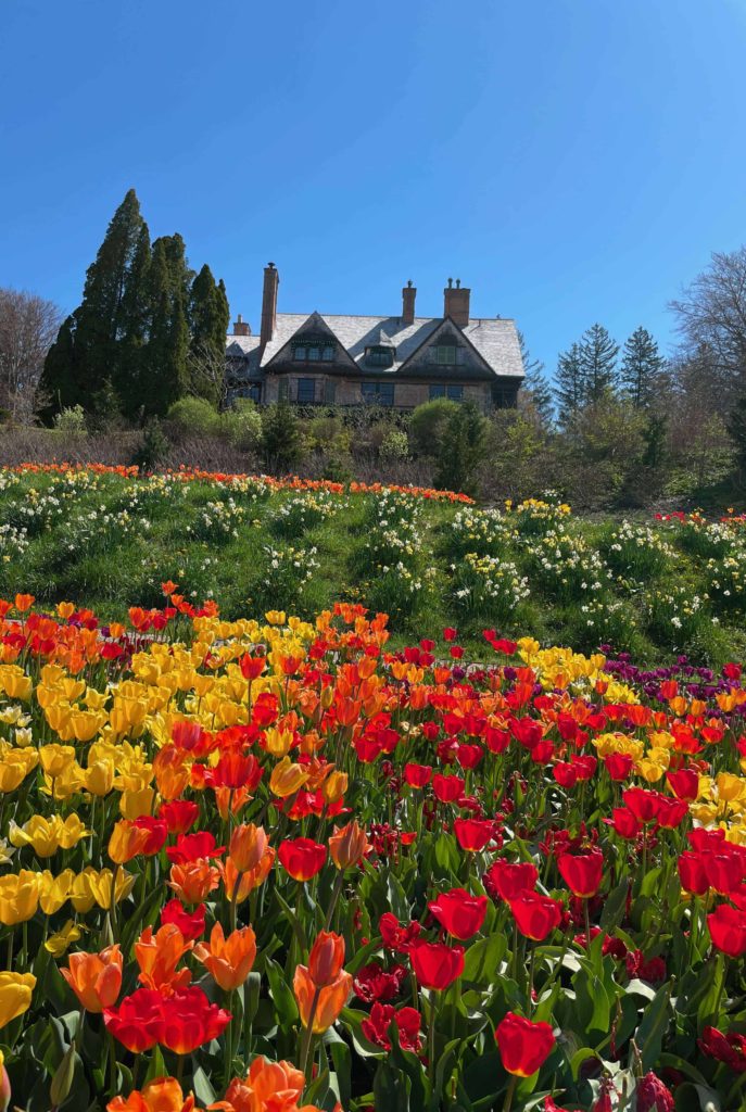 Tulips bloom fill the hillside below the historic house at Naumkeag.