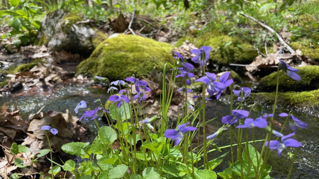 Purple violets bloom at the edge of a stream.