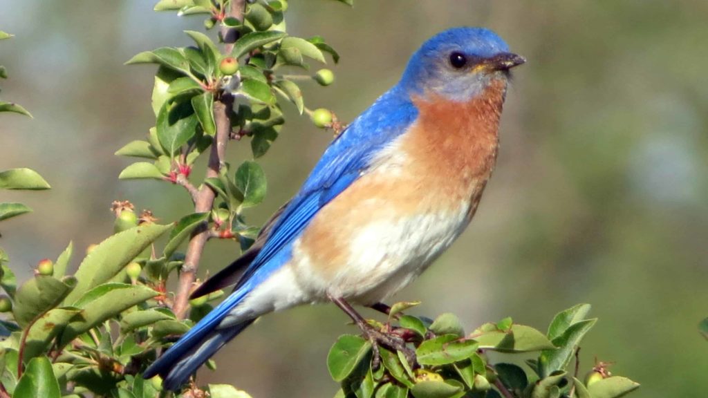 An Eastern Bluebird rests on a berry bush. Creative Commons courtesy photo