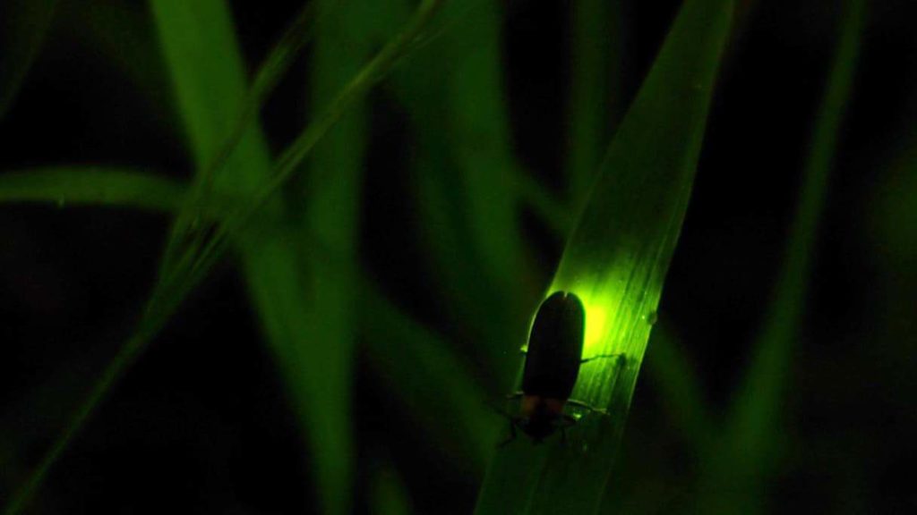 A firefly glows irridescent on a stem of grass. Creative Commons courtesy photo