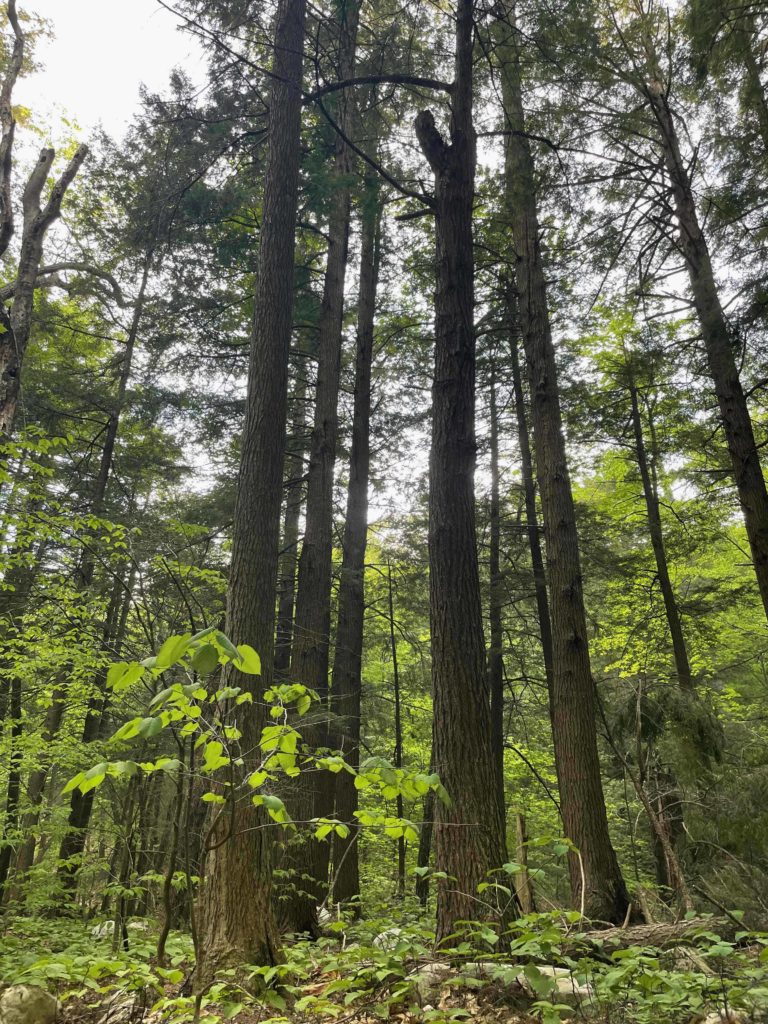 Hemlocks grow tall along Broad Brook at the foot of the Dome Trail.