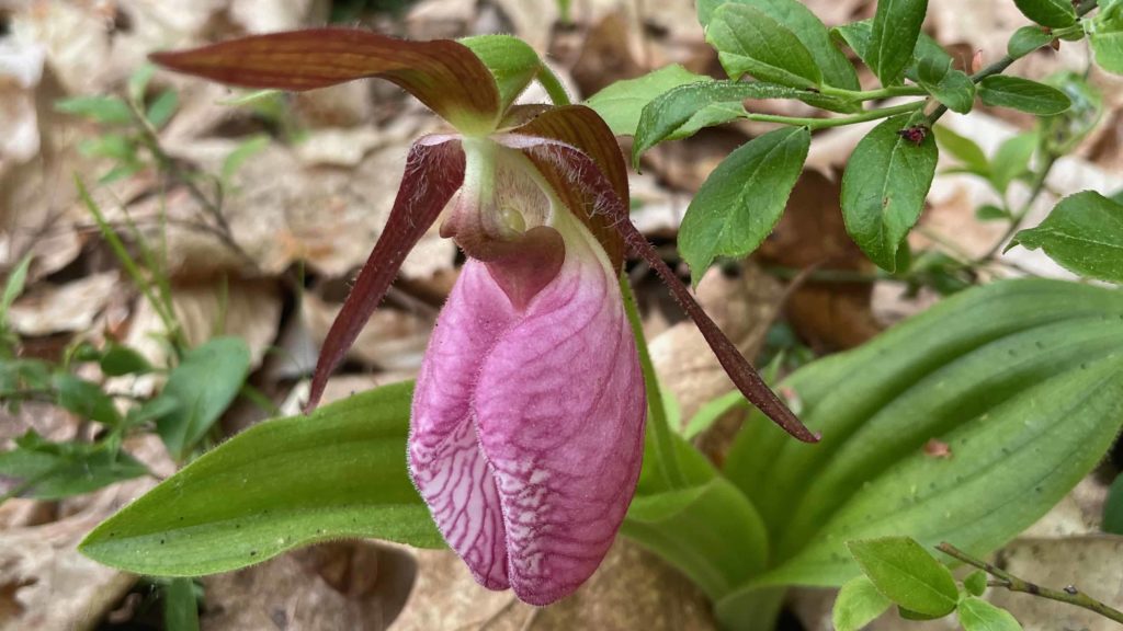 A Lady's slipper blooms in the pine and oak woods above White Oaks Road in Williamstown.