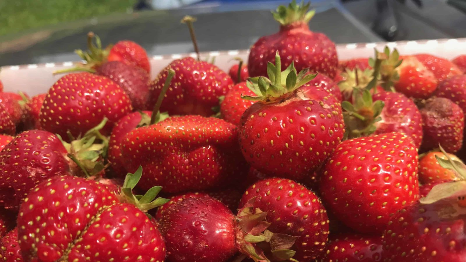 Strawberries catch the sunlight at Mountain View Farm in Lanesborough.